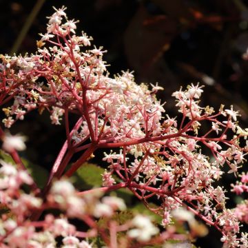 Schwarzer Holunder Chocolate Marzipan - Sambucus nigra