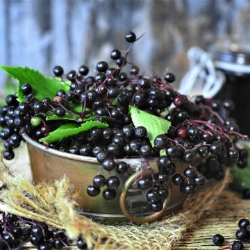 Schwarzer Holunder - Sambucus nigra