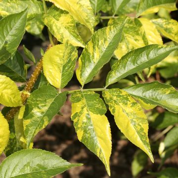 Schwarzer Holunder Anatole - Sambucus nigra