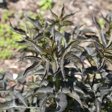 Sureau noir - Sambucus nigra Blue Sheen