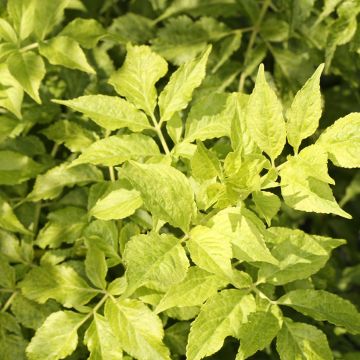 Schwarzer Holunder Luteovariegata - Sambucus nigra