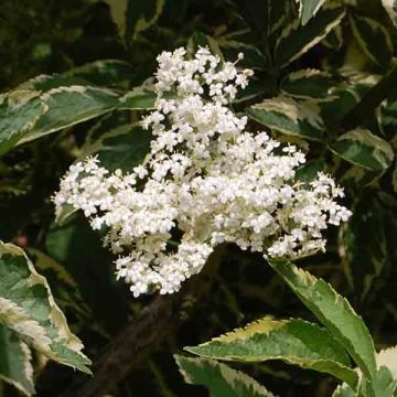 Schwarzer Holunder Madonna - Sambucus nigra