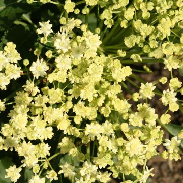 Schwarzer Holunder Monstrosa - Sambucus nigra