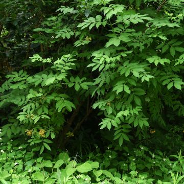 Schwarzer Holunder Pendula - Sambucus nigra