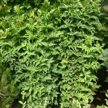 Schwarzer Holunder Pyramidalis - Sambucus nigra