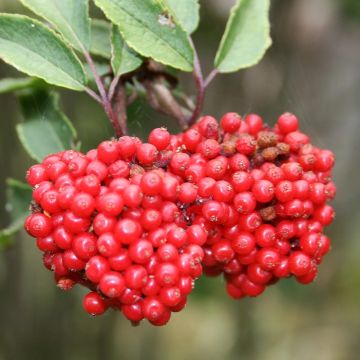 Trauben-Holunder - Sambucus racemosa