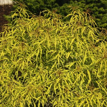 Trauben-Holunder Goldenlocks - Sambucus racemosa