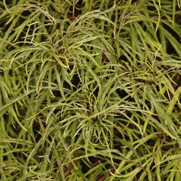 Sureau à grappes - Sambucus racemosa Tenuifolia