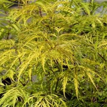 Trauben-Holunder Welsh Gold - Sambucus racemosa