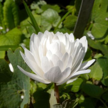 Sanguinaria canadensis Flore Pleno - Sanguinaire