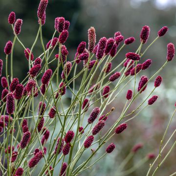 Sanguisorba Cangshan Cranberry - Pimprenelle à feuilles fines