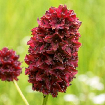 Wiesenknopf Little Angel - Sanguisorba