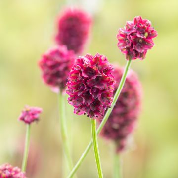 Wiesenknopf Proud Mary - Sanguisorba