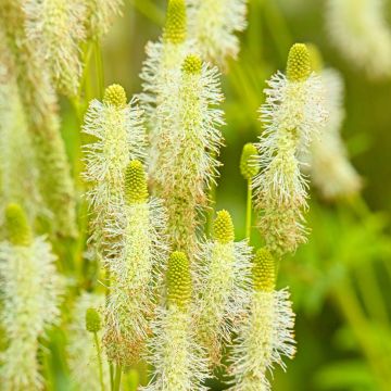 Kanadischer Wiesenknopf - Sanguisorba canadensis