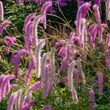 Koreanischer Wiesenknopf - Sanguisorba hakusanensis