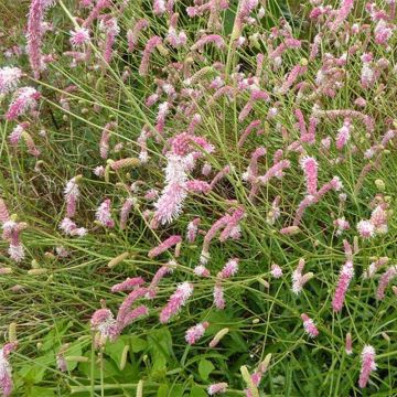 Koreanischer Wiesenknopf Pink Brushes - Sanguisorba hakusanensis