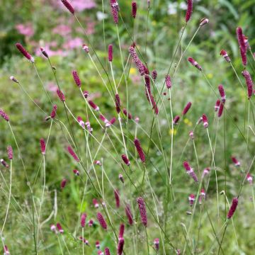 Sanguisorba menziesii - Sanguisorbe rouge