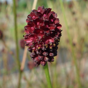 Großer Wiesenknopf Chocolate Tip - Sanguisorba officinalis