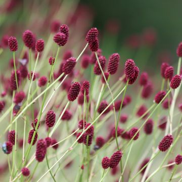 Großer Wiesenknopf Arnhem - Sanguisorba officinalis