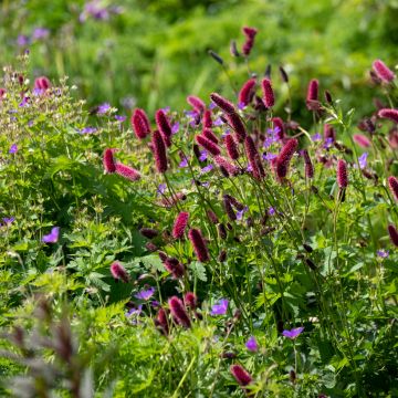 Großer Wiesenknopf Tanna - Sanguisorba officinalis