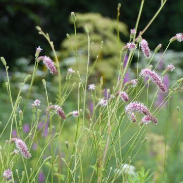 Sanguisorba tenuifolia var. Purpurea - Pimprenelle à fines feuilles