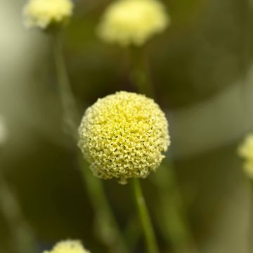 Santolina rosmarinifolia - Grünblättrige Heiligenkraut