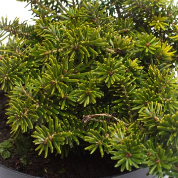 Abies koreana Brillant - Koreanische Tanne