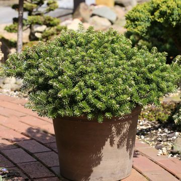 Abies koreana Green Carpet - Koreanische Tanne