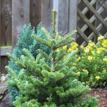 Abies koreana Molli - Koreanische Tanne