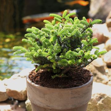 Abies koreana Oberon - Koreanische Tanne