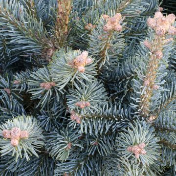 Abies lasiocarpa var. arizonica Compacta - Zwerg-Korktanne