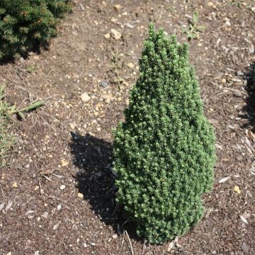 Picea glauca Piccolo