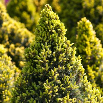 Picea glauca Sun on the Sky