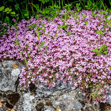 Saponaria ocymoides - Rotes Seifenkraut