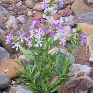 Saponaria officinalis - Gemeines Seifenkraut