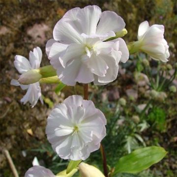 Saponaria officinalis Alba Plena - Gemeines Seifenkraut