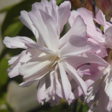 Saponaria officinalis Rosea Plena - Gemeines Seifenkraut