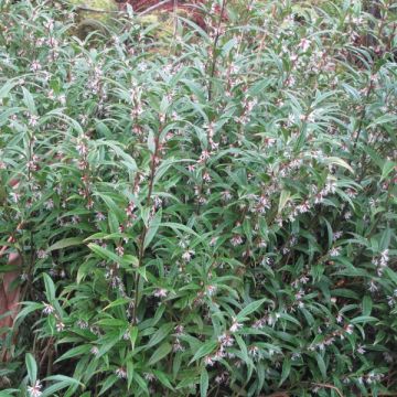 Sarcococca hookeriana var. digyna - Schleimbeere