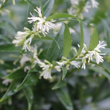 Sarcococca ruscifolia Dragon's gate - Schleimbeere