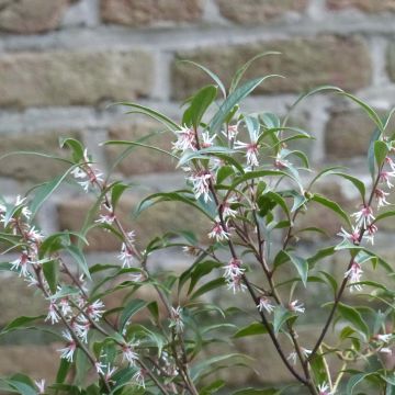 Sarcococca hookeriana var. digyna Purple Stem - Schleimbeere