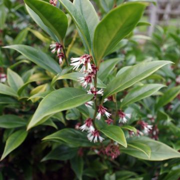 Sarcococca orientalis - Sarcocoque d'Orient