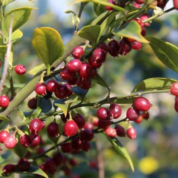 Sarcococca ruscifolia - Schleimbeere