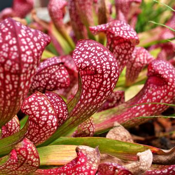 Sarracenia Scarlet Belle - Schlauchblatt