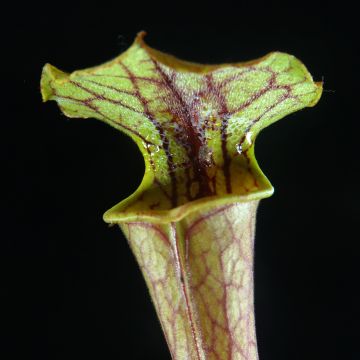 Sarracenia Tygo (Samen) - Schlauchblatt