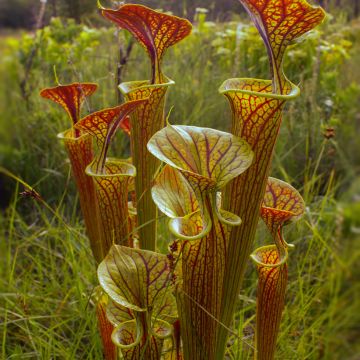 Sarracenia flava ornata Super Ornata - Schlauchblatt