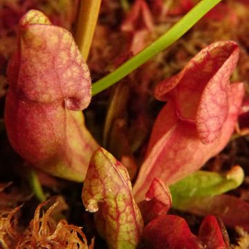 Sarracenia purpurea subsp. venosa - Rote Schlauchblatt