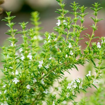 Bohnenkraut - Satureja hortensis