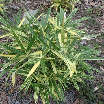 Sasaella masamuneana Albostriata - Bambus