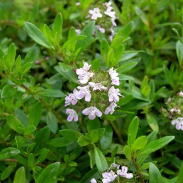 Bohnenkraut - Satureja montana