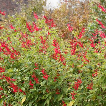 Sauge Ananas - Salvia elegans